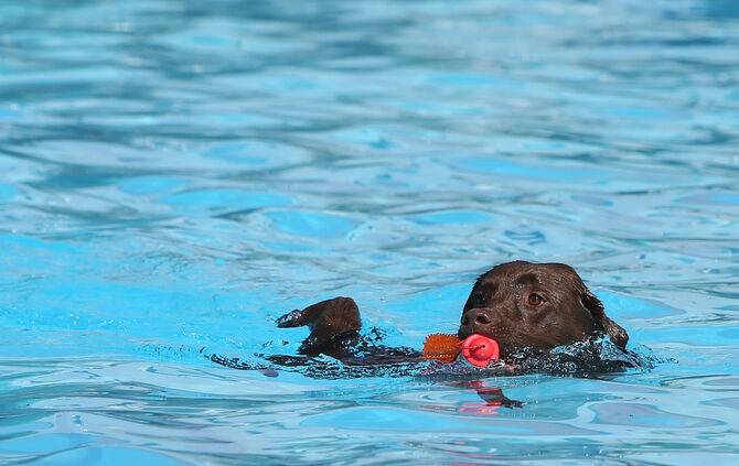 Hundebadetag - Bild 03_4