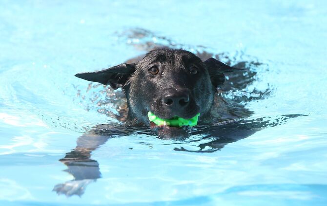 Hundebadetag - Bild 04_5