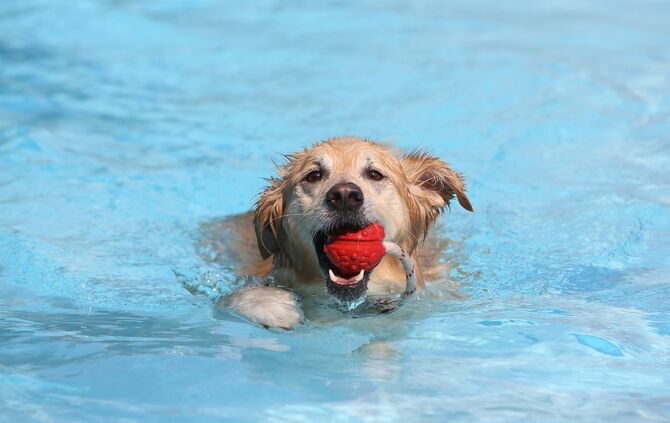 Hundebadetag - Bild 06_7