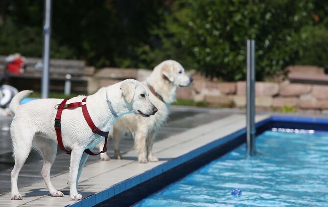 Hundebadetag - Bild 08_9