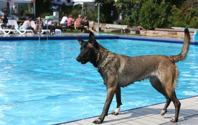 Hundebadetag - Bild 10_10