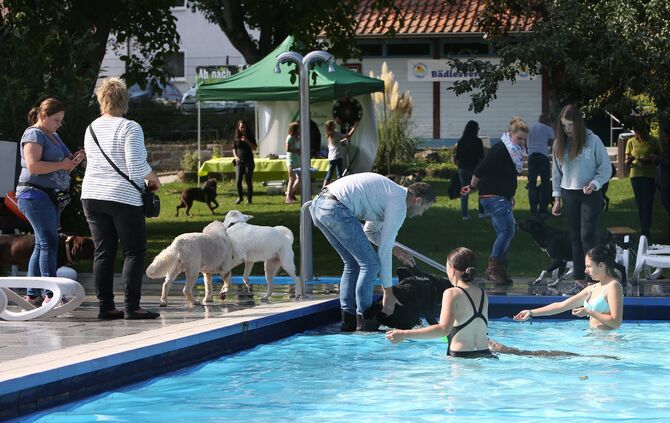 Hundebadetag - Bild 16_16