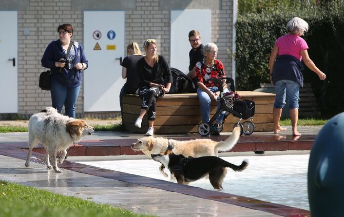 Hundebadetag - Bild 20_19