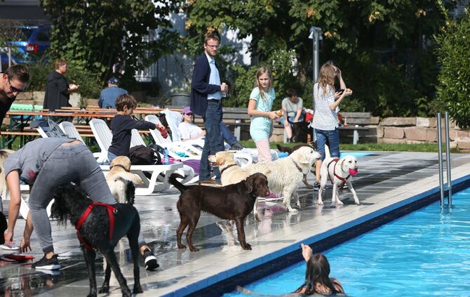 Hundebadetag - Bild 23_22