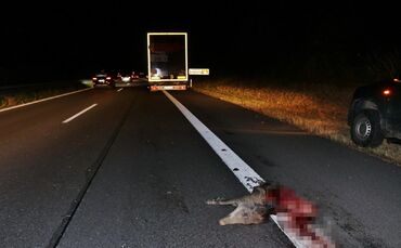 Wildschweinunfall B 29_0