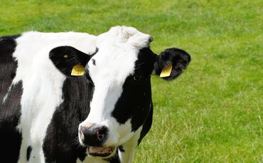 Kuh Rind Weide Vieh Symbol Symbolbild