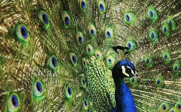 peacock-1995336_640_0