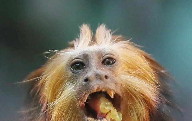 Goldkopflöwenaffe_5