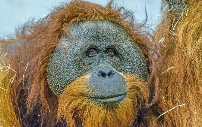 Orang-Utan Moritz_0