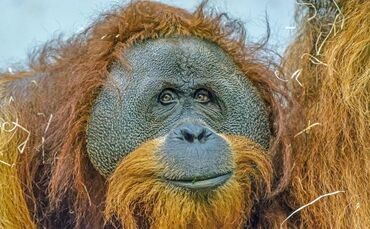 Orang-Utan Moritz_0