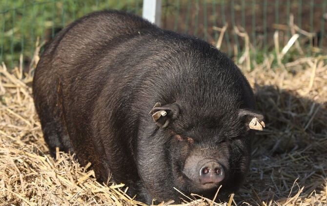 Klein-Wilhelma Kleinhegnach Streichelzoo Tiere Geflügelhof Ludwig Waiblingen_0