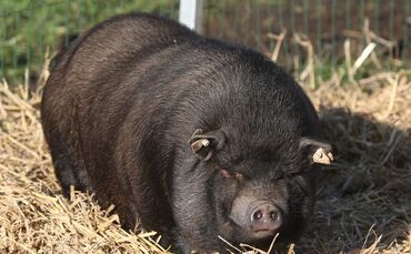 Klein-Wilhelma Kleinhegnach Streichelzoo Tiere Geflügelhof Ludwig Waiblingen_0