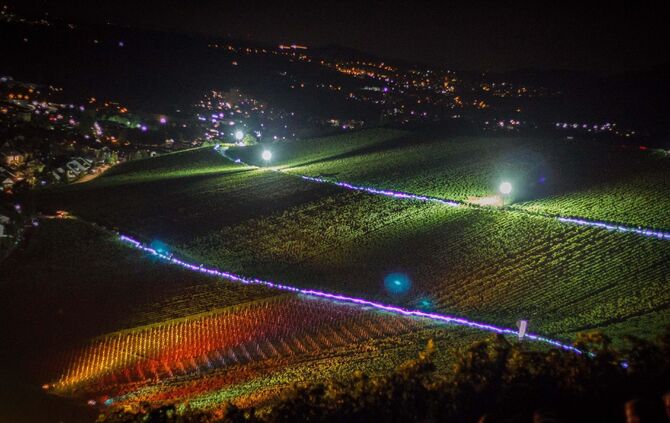 Leuchtender Weinberg zwischen Beutelsbach und Schnait_39