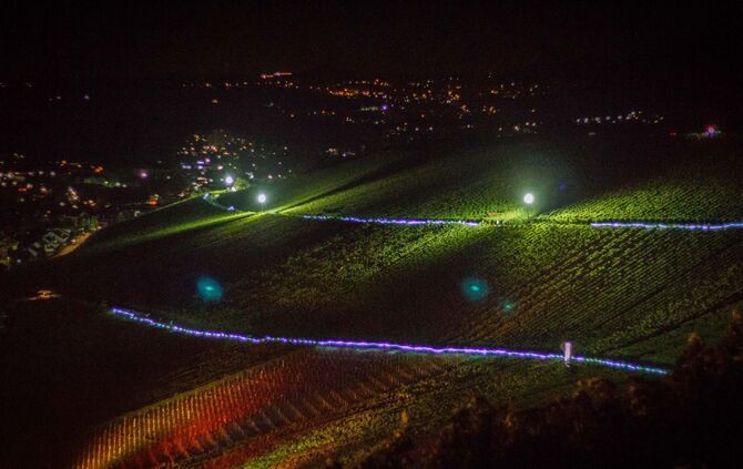 Leuchtender Weinberg zwischen Beutelsbach und Schnait_41