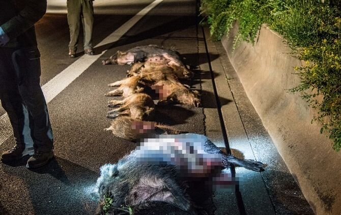 B29: Mercedes erfasst Wildschweinrotte_0