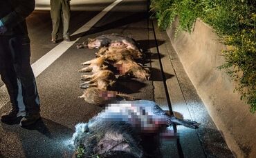 B29: Mercedes erfasst Wildschweinrotte_0