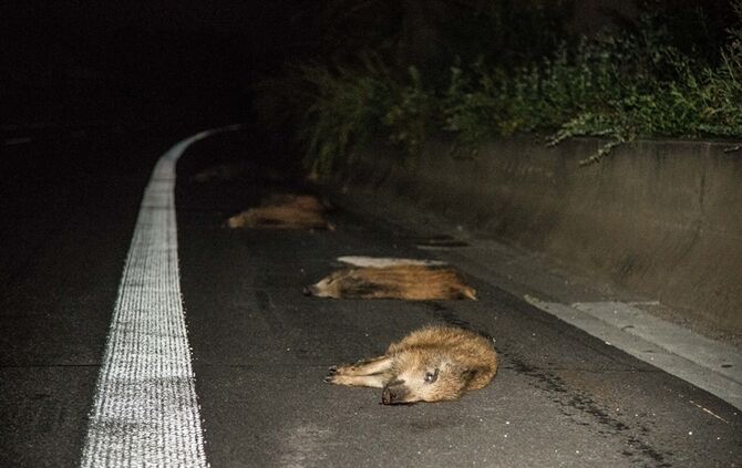 B29: Mercedes erfasst Wildschweinrotte_1