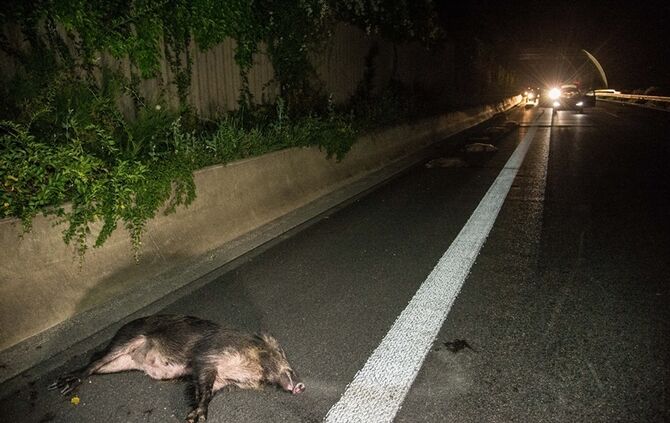 B29: Mercedes erfasst Wildschweinrotte_4