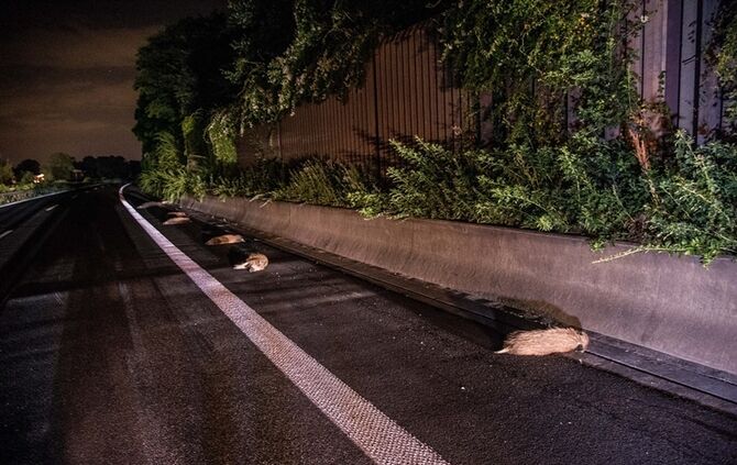 B29: Mercedes erfasst Wildschweinrotte_7