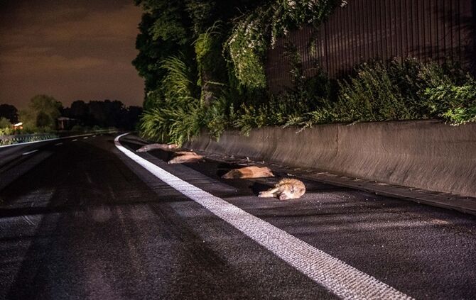 B29: Mercedes erfasst Wildschweinrotte_8