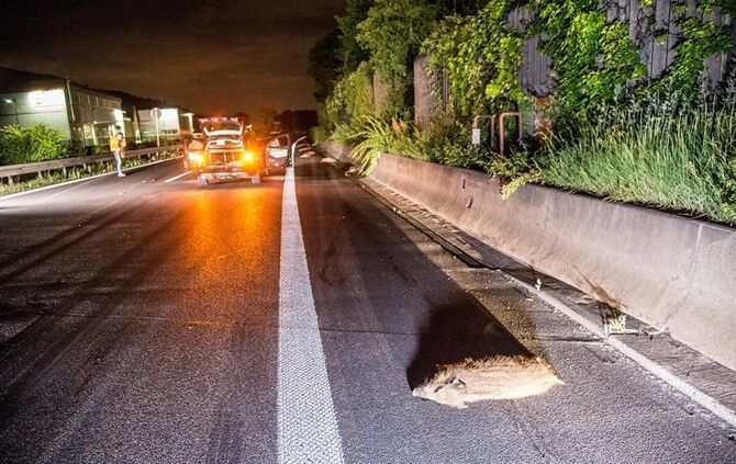 B29: Mercedes erfasst Wildschweinrotte_9