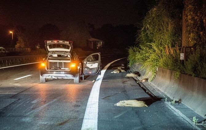 B29: Mercedes erfasst Wildschweinrotte_12