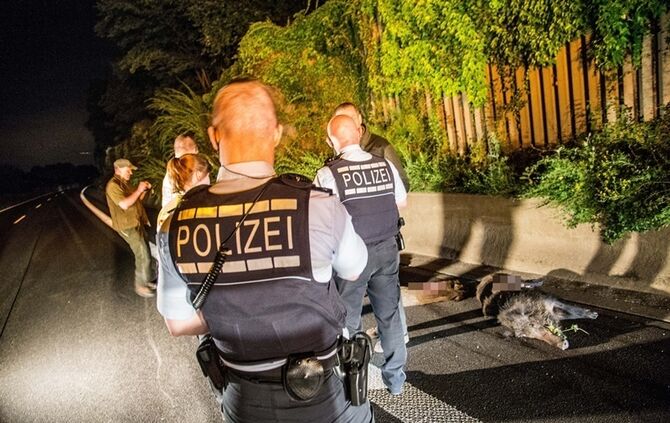 B29: Mercedes erfasst Wildschweinrotte_17