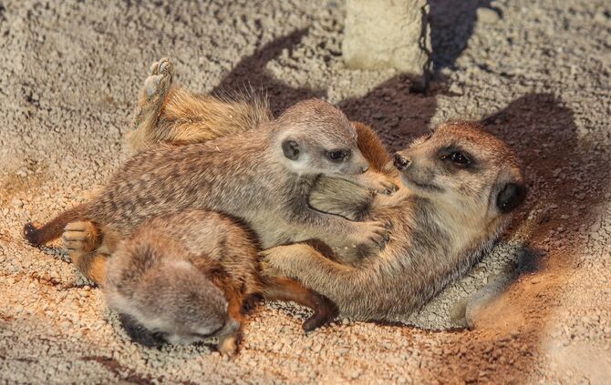 Erdmännchen Nachwuchs in Wilhelma_0