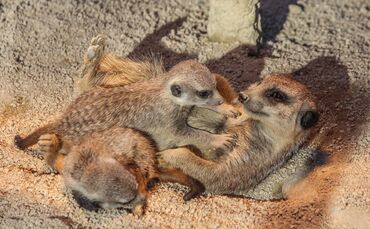 Erdmännchen Nachwuchs in Wilhelma_0