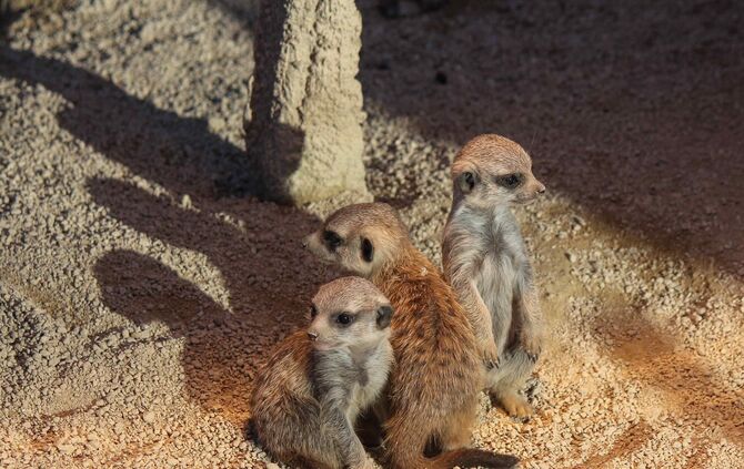 Erdmännchen Nachwuchs in Wilhelma_1