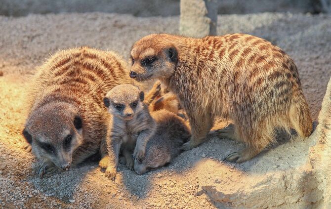 Erdmännchen Nachwuchs in Wilhelma_2