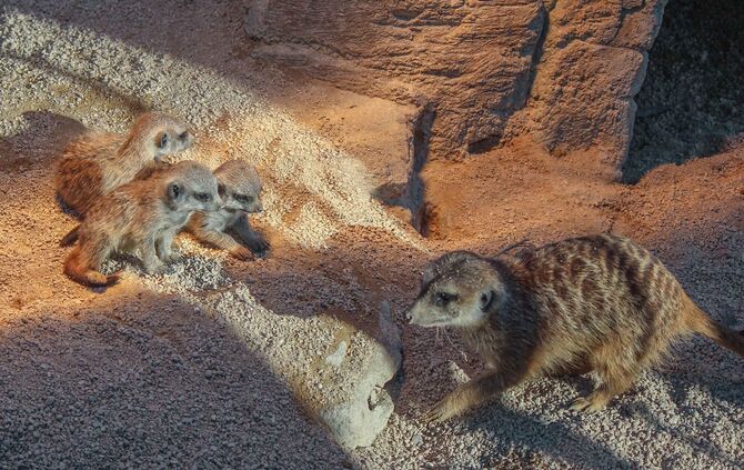 Erdmännchen Nachwuchs in Wilhelma_3