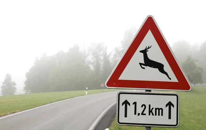 Vehrkehrsschild wild wildwechsel  symbol symbolbild symbolfoto