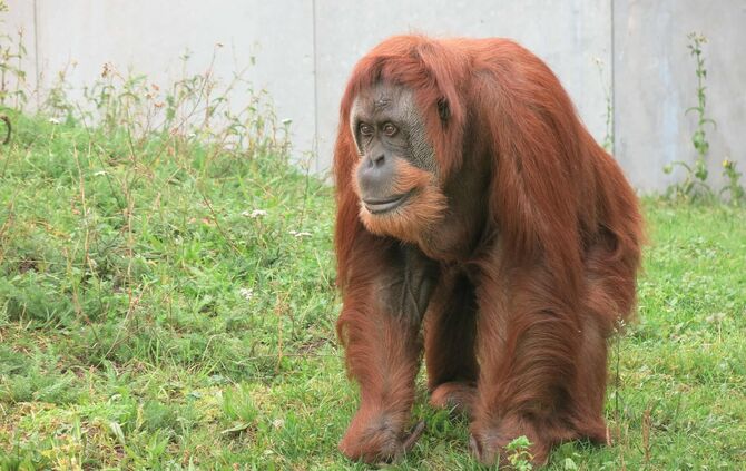 Menschenaffen in der Wilhelma_0