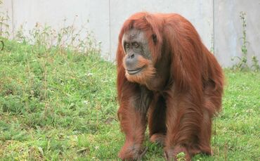 Menschenaffen in der Wilhelma_0