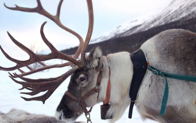 reindeer-2023720_1920_0