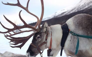 reindeer-2023720_1920_0