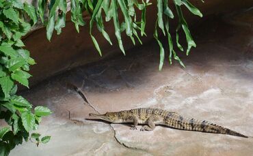Zuwachs Wilhelma Stuttgart Australienkrokodile