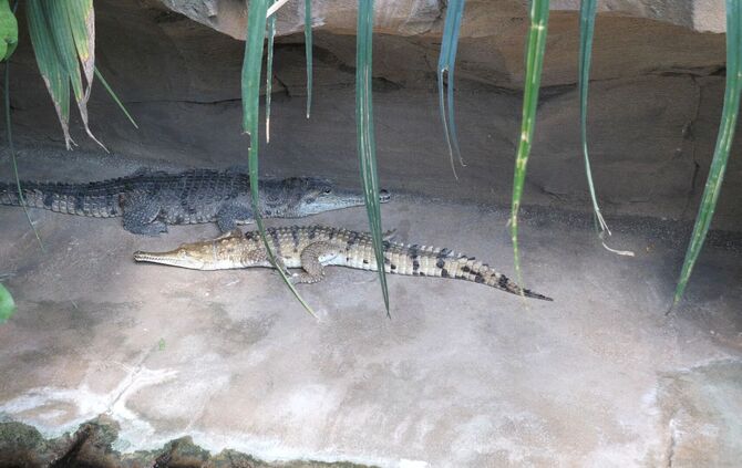 Zuwachs Wilhelma Stuttgart Australienkrokodile
