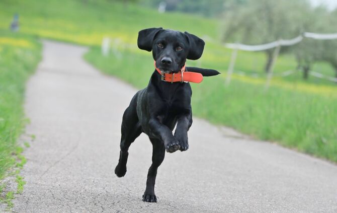 Hund freude springt Gassi symbol symbolbild symbolfoto