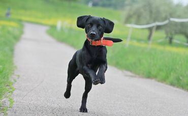 Hund freude springt Gassi symbol symbolbild symbolfoto