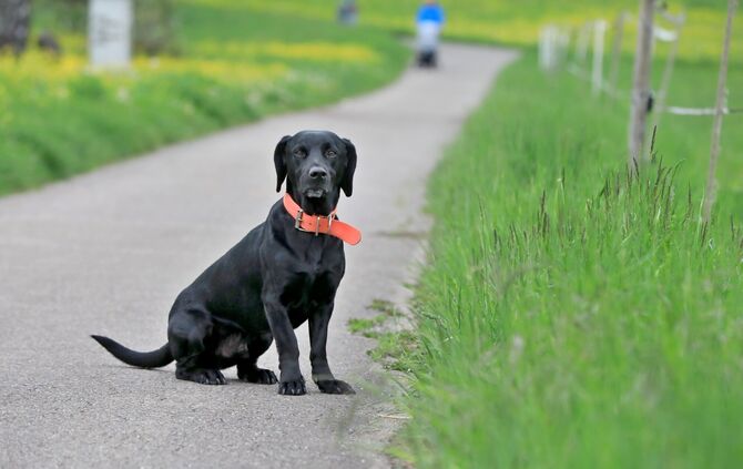 Hund Hundeführerschein wartet  symbol symbolbild symbolfoto