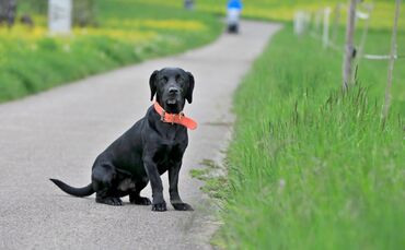 Hund Hundeführerschein wartet  symbol symbolbild symbolfoto