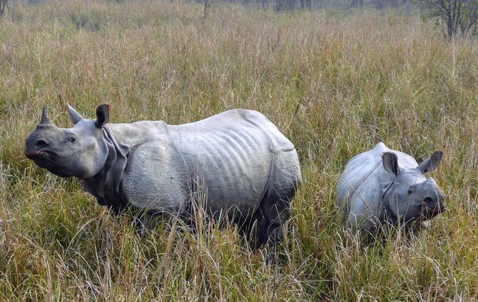 Nashörner_0
