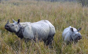 Nashörner_0
