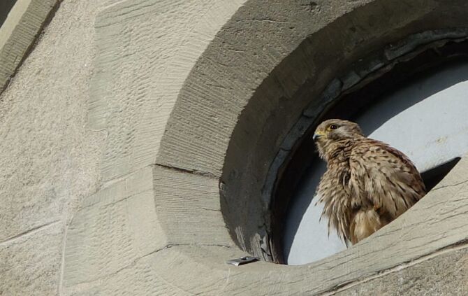 Falken im Kirchturm01_0