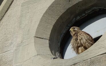 Falken im Kirchturm01_0