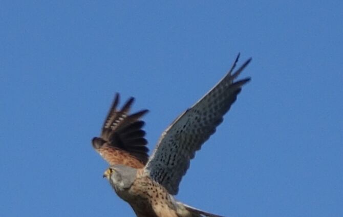 Falken im Kirchturm_1
