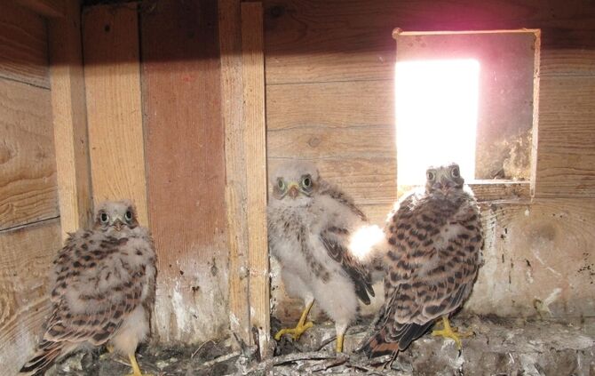 Falken im Kirchturm_2