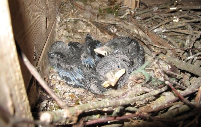 Falken im Kirchturm_3